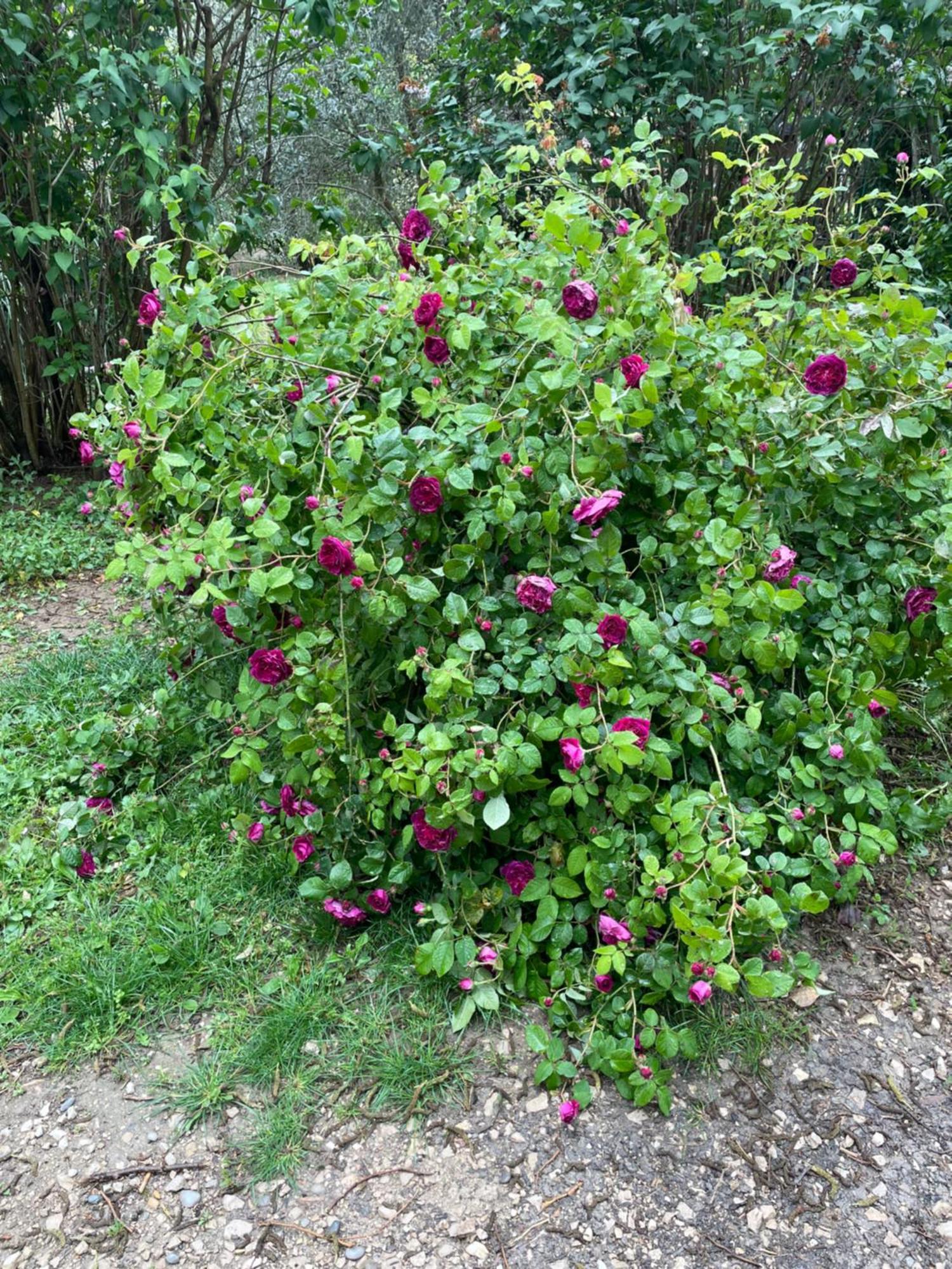 Gites Le Pimayon Manosque Eksteriør bilde